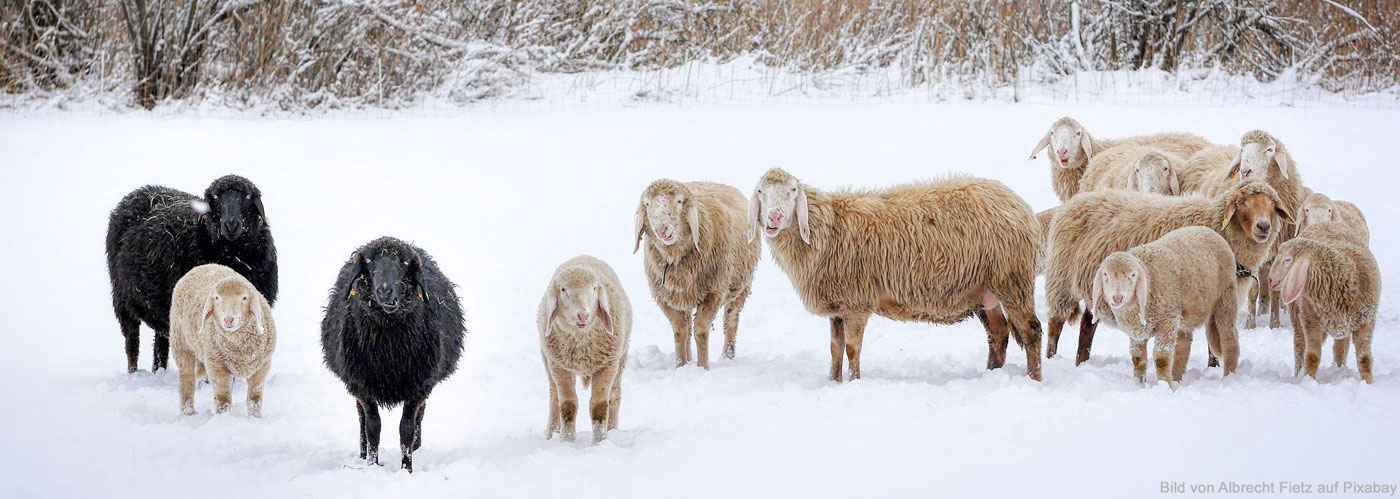 Lustige Schafe im Schnee
